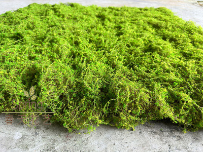 新款仿真苔藓椰丝苔藓橱窗微景观造景植物墙加厚浅绿色假草皮坪地