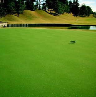 进口草坪种子匍匐翦股颖高尔夫球场足球场果高档草坪草籽地被绿化