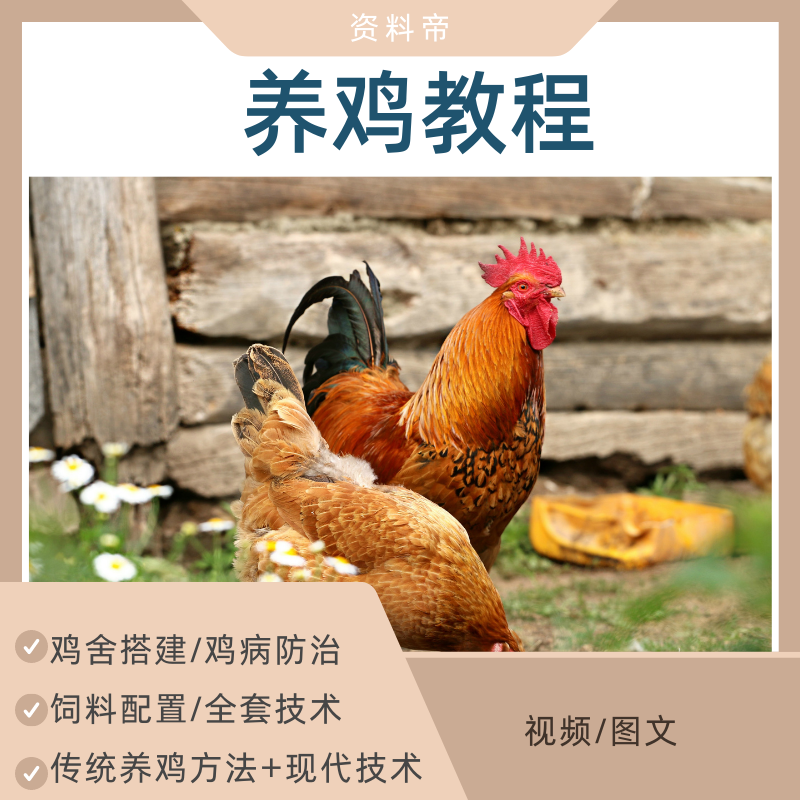 养鸡视频教程蛋肉鸡科学散养殖鸡病预防技术生态饲养料配PPT课件