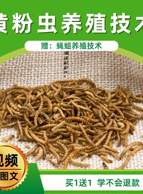 黄粉虫养殖面包虫饲养技术视频