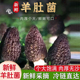 包邮 顺丰 新鲜羊肚菌头茬仿野生肉厚饱满煲炖鸡汤现摘鲜嫩菌菇