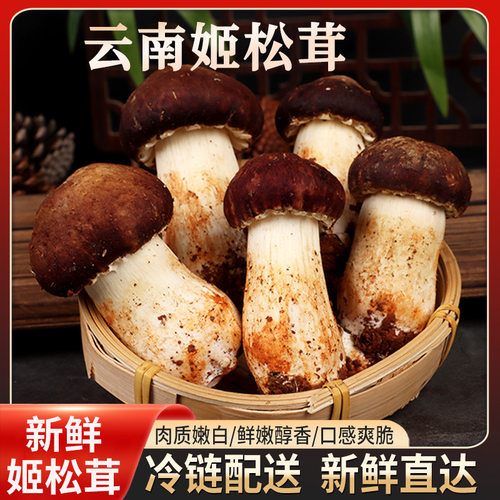 ［顺丰包邮］云南特产新鲜赤松茸食用菌菇姬松茸煲汤火锅炒菜美味