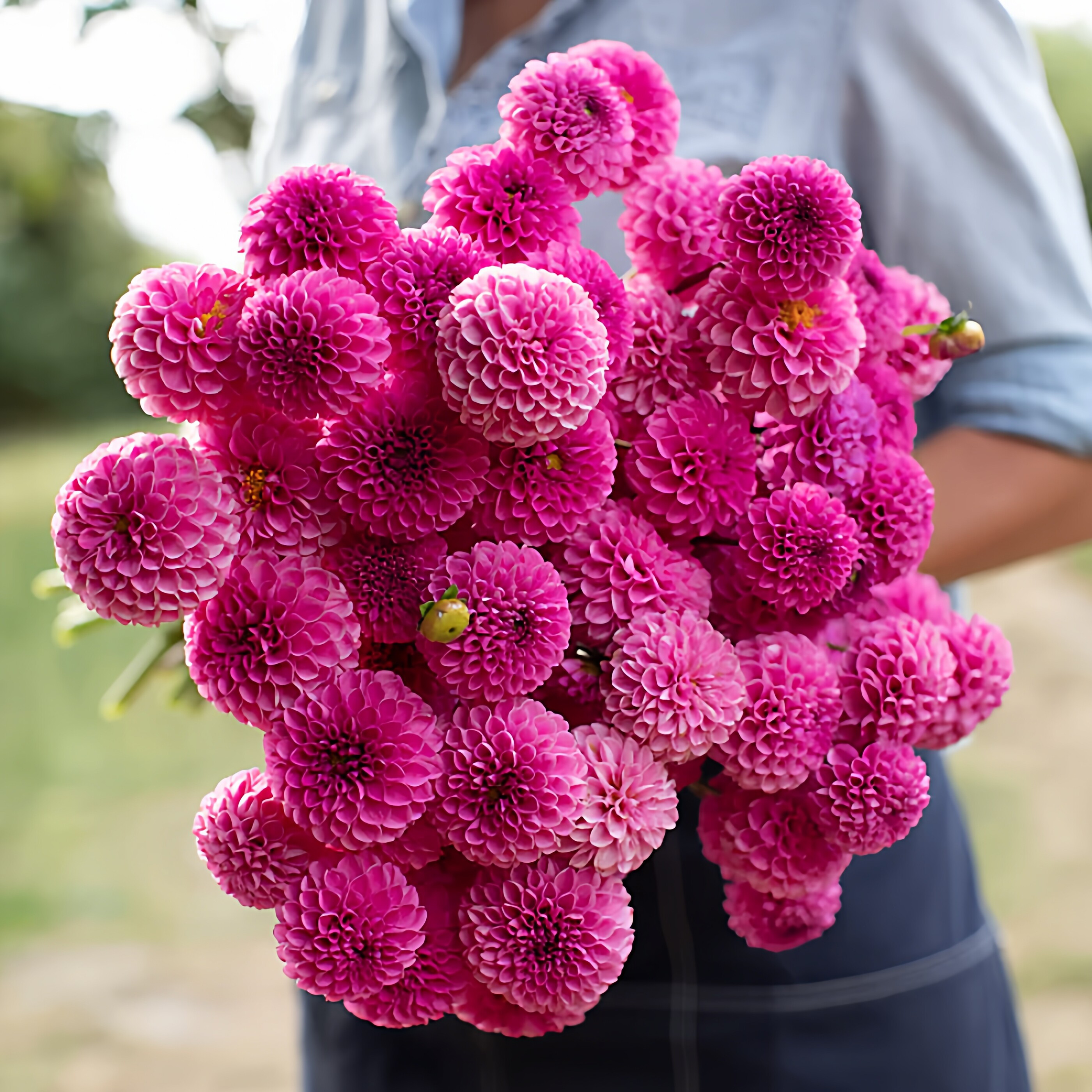 26年现货大丽花裸根荷兰进口大丽花种球牛奶咖啡地纳塔莉瓜花庭院