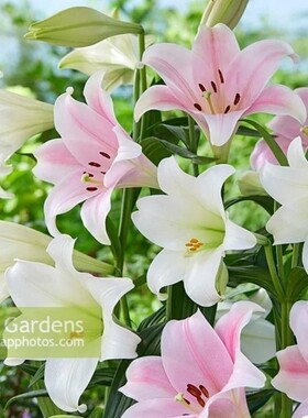 现货进口百合种球麝香铁炮