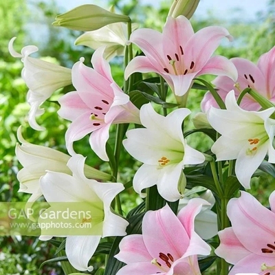 现货进口百合种球麝香铁炮