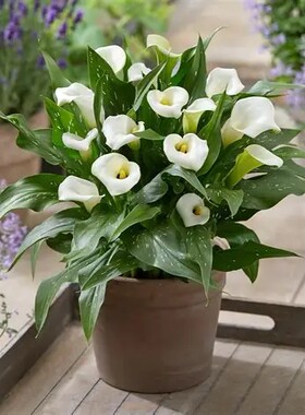 进口带芽四季阳台花卉彩色马蹄莲