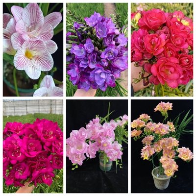 小苍兰种球绿园花开春天