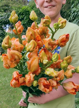 26年百合 进口LA系列百合种球百合花球耐寒多花易繁殖不需要春化