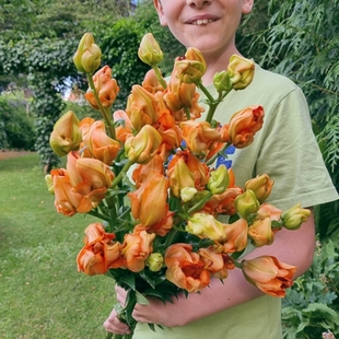 26年百合 进口LA系列百合种球百合花球耐寒多花易繁殖不需要春化