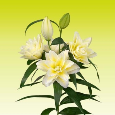 进口百合种球绿园花开重瓣香水