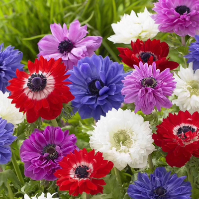 25年新球 进口坂田银莲花种球-大花型 欧洲意大利银莲花 绿园花开