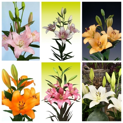 26年现货进口LA系列百合种球百合花球耐寒多花易繁殖不需要春化