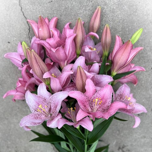 进口百合球根花卉多年生
