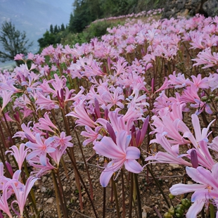 26年现绿园花开彼岸花种球稻草石蒜花种球曼珠沙华红蓝玫瑰石蒜球