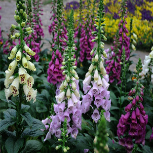 毛地黄种子指顶花吊钟花种籽切花庭院花镜阳台盆栽春秋播