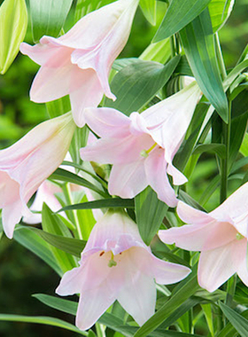 25年 铁炮百合种球 绿园花开 粉天堂乙女 Magnefique吗啡玛格尼菲