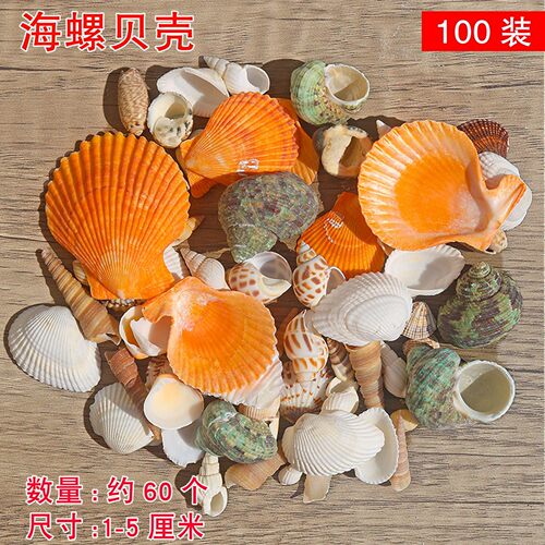 海洋贝壳海螺海星幼儿园装饰