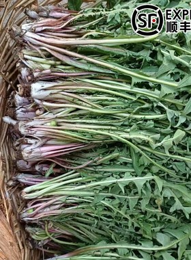 东北新鲜山野菜婆婆丁当天现挖蒲公英蘸酱菜苦菜每份500g顺丰包邮