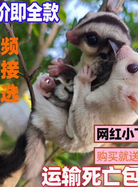 蜜袋鼯活体幼崽白脸马赛克活体物