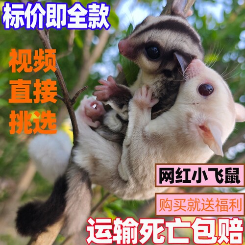 蜜袋鼯活体幼崽白脸马赛克活体物