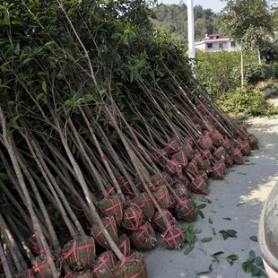 桂花树 八月桂花 苗木 丛生桂花 嫁接桂花 四季桂花树苗 丹桂树苗