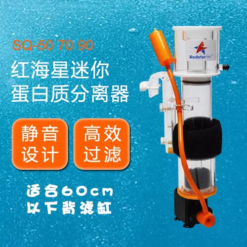 红海星蛋分海水鱼缸珊瑚缸