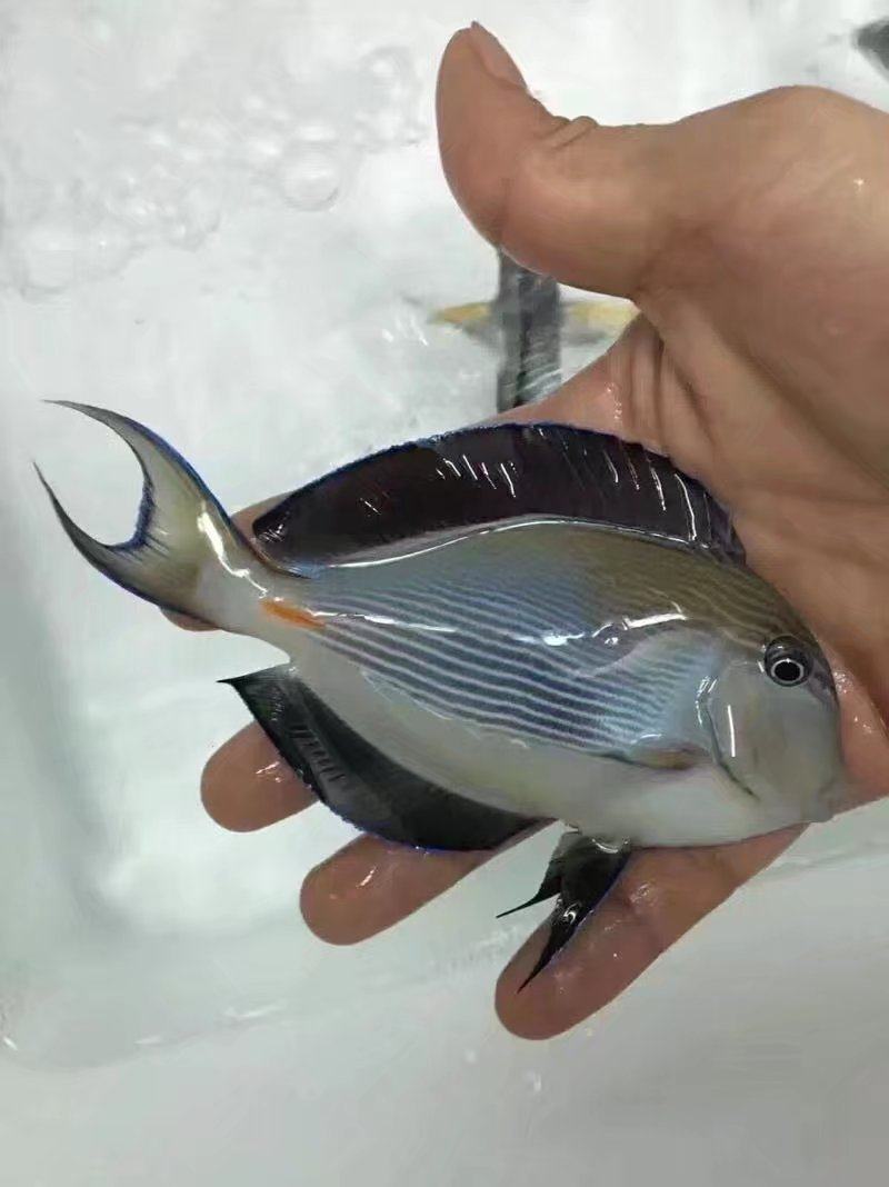海水鱼观赏鱼倒吊鱼食藻鱼