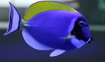 热带水族宠物海水鱼 印尼蓝倒吊粉蓝吊 海水鱼蓝吊