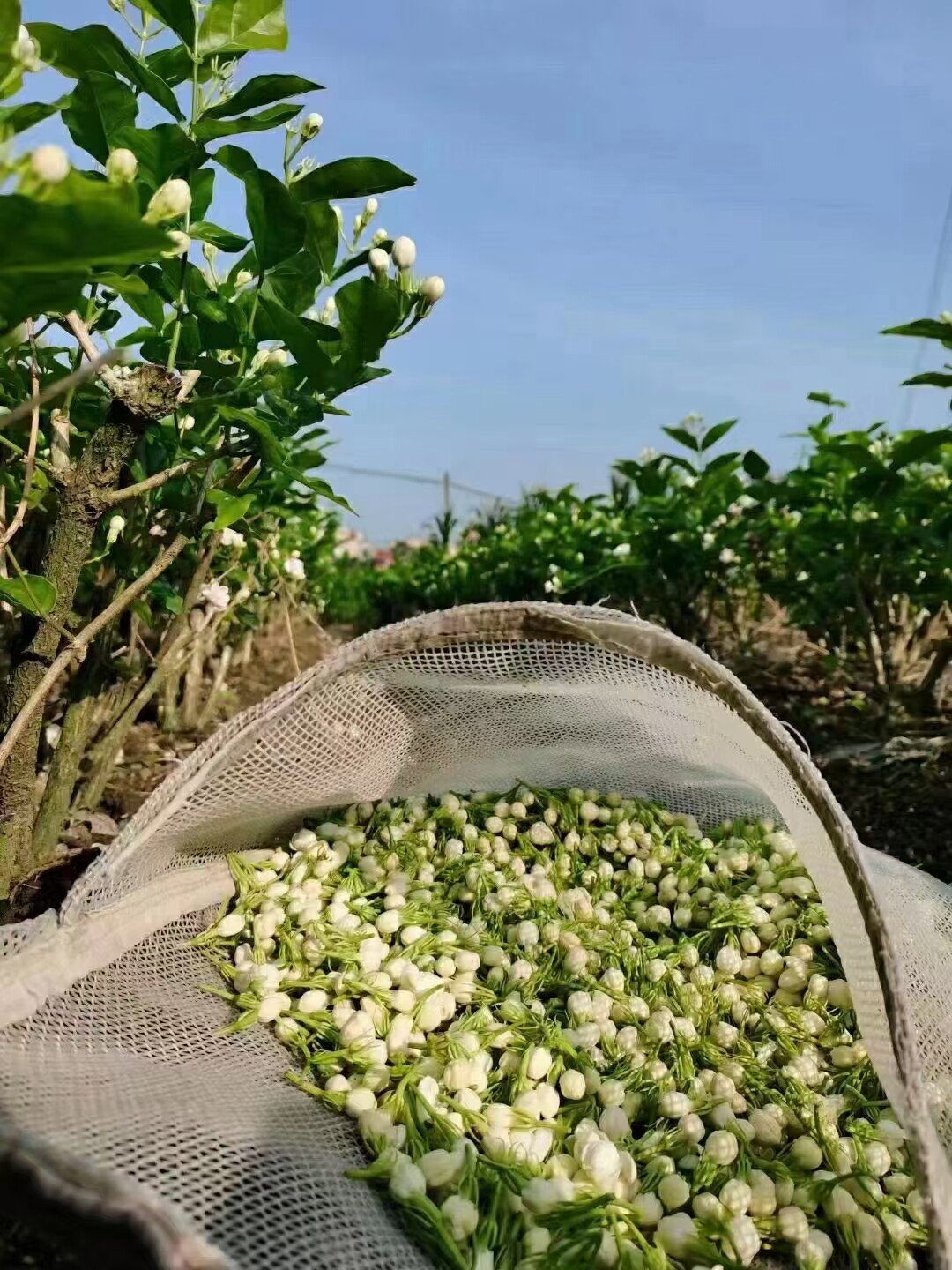 茉莉细胞液 细胞原液500ml