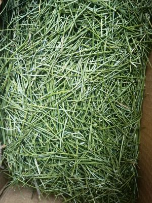 大西洋雪松松针500克，纯松针，做纯露，做浸泡油