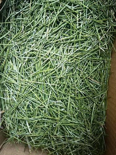 大西洋雪松松针500克，纯松针，做纯露，做浸泡油