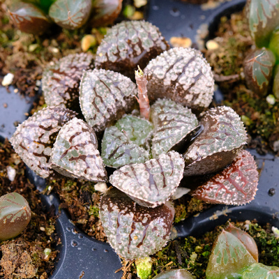 蓝钻寿 十二卷 多肉植物 成株