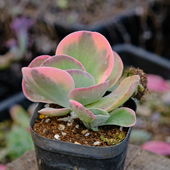 多肉植物 一物一拍 混合品种 0128号 处理 参考盆口6厘米