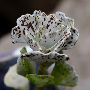 雀扇 多肉植物 白雀扇 黑雀扇 伽蓝菜属