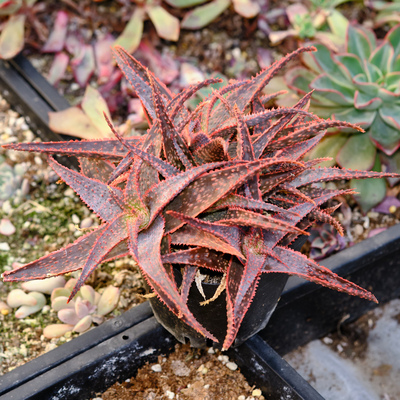 圣诞芦荟 多肉植物 十二卷