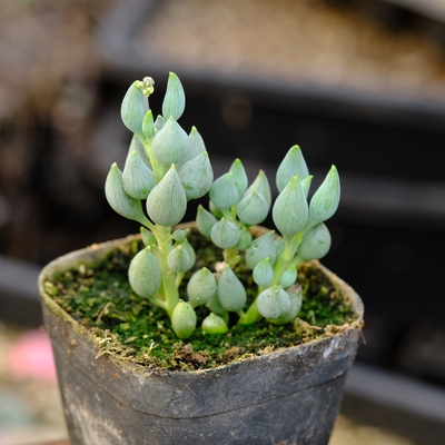 锦上珠 菊科 千里光属 多肉植物