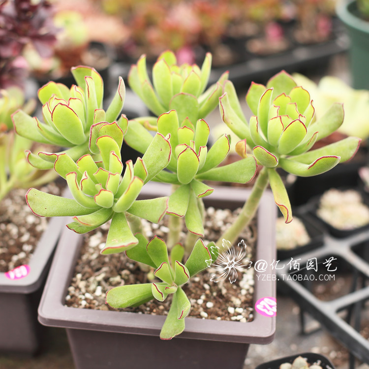 熊童花月 舞娘 多肉植物