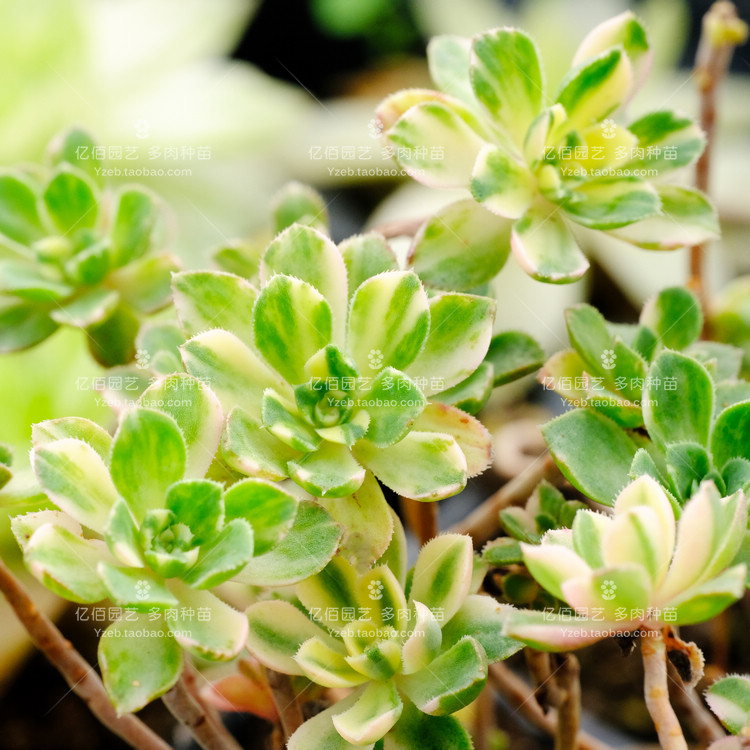 爱染锦多肉植物法师砍头苗小型法师品种本身杆子很细