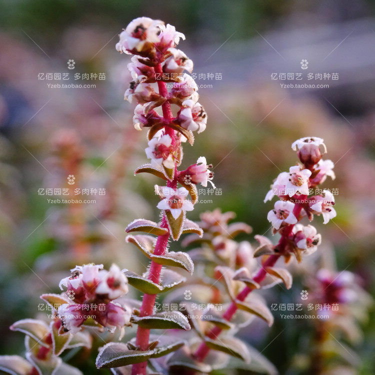 茜之塔 多肉植物 易群生 易爆盆