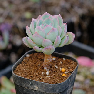 双子贝瑞 多肉植物