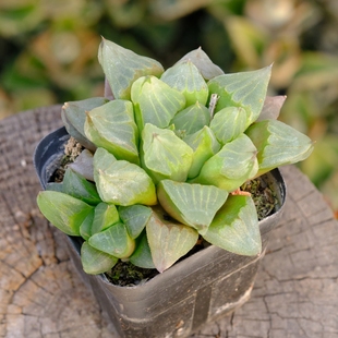冰城寿 十二卷 背窗三杰 多肉植物 成株有根 脱土裸根发货