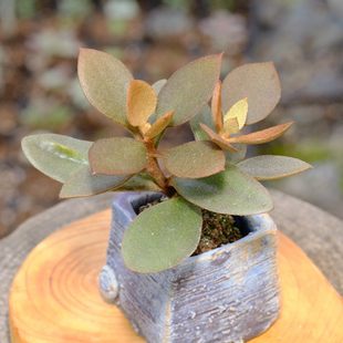金景天 多肉植物 伽蓝菜属 金兔耳