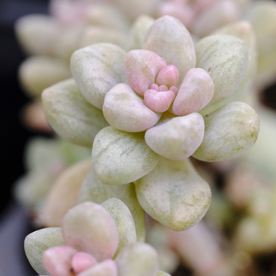 姬秋丽锦 拉丝锦 多肉植物 易群生 易掉叶子 可以叶插