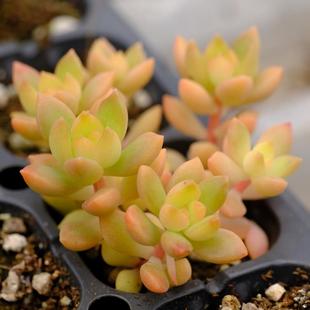 黄丽/黄丽锦 多肉植物 扦插