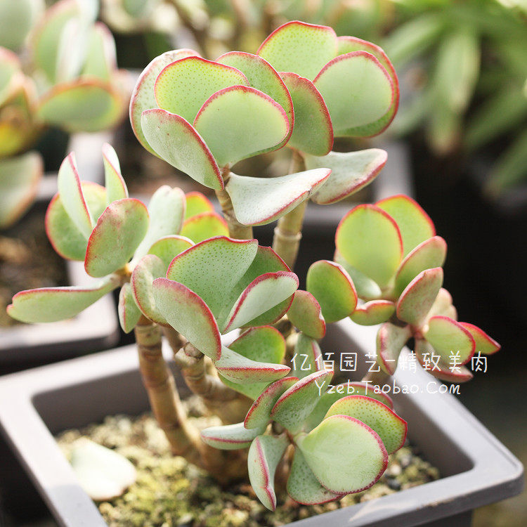 蓝鸟花月 玉树 多肉植物 厚叶 红边