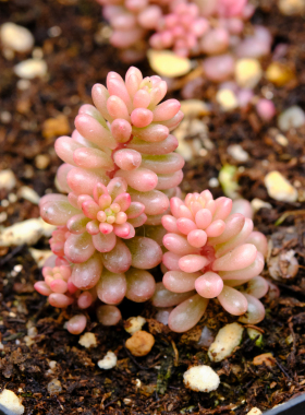浆果/浆果锦 红色浆果  多肉植物
