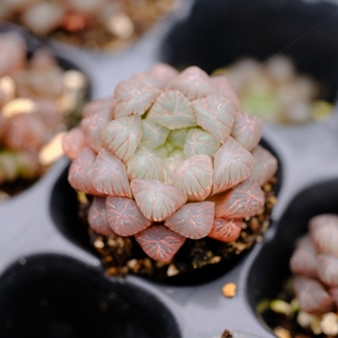 姬玉露  血丝姬玉露  十二卷 多肉植物 群生