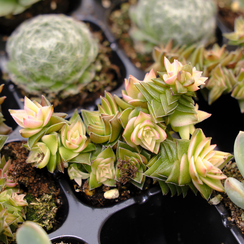 茜之塔锦 多肉植物  季节锦