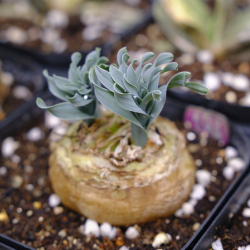 宽叶弹簧草球根多肉种球