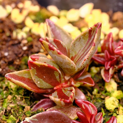 京鹿之子/京鹿之子锦水泡 多肉植物 叶片叶插